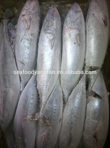 China best sell big size Whole Round Frozen bonito