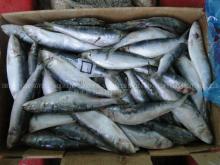 Frozen Fish Frozen Sardine 60--70