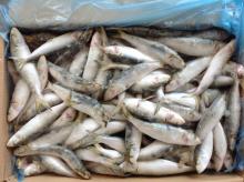 20-30pcs/kg Frozen sardine for canning