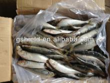 cheap price size 20-25pcs/kg whole round frozen sardine