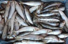 Good quality frozen sardine 20-25pcs/kg for canned food