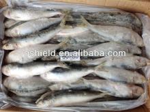Frozen food sardine 6-8pcs/kg fish for tuna bait