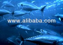 Yellowfin Tuna