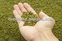 Top Quality Sprout Green Mung Bean / Green Bean Price