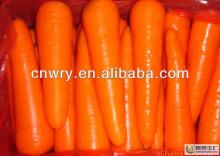 CHINESE FRESH CARROT NEW CROP