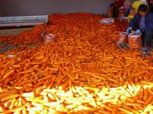 2014 Fresh Carrots