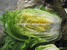 CHINESE FRESH CABBAGE FLAT TYPE LONG SHAPE