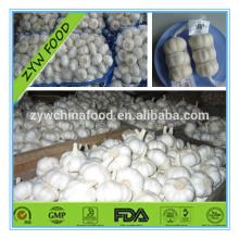 Pure White Garlic / Fresh Garlic / Normal White Garlic