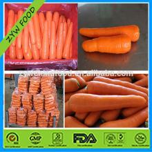 Delicious Fresh Carrot New Carrot Carton Packing