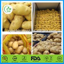 China Fresh Potato / Sweet Potato /Fresh Potato Exporter
