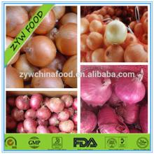 Good Supplier Chinese Onion Wholesale Fresh Onion Price In China
