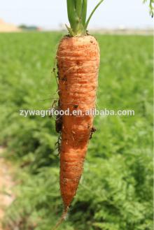 2014 bulk fresh carrot ecporter