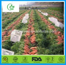 fresh carrot new product