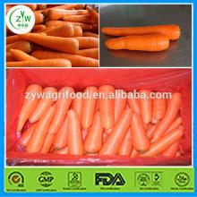  carrot  production,fresh  carrot ,china fresh  carrot 