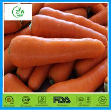 Fresh Chinese Carrot Good Taste For Hot Sale In Market