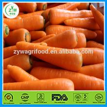 bulk carrot/carrots fresh/wholesale organic carrots