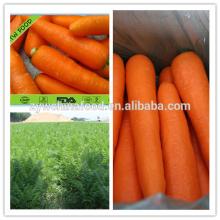 2014 New Corp China Fresh Bulk Carrot Best Seller