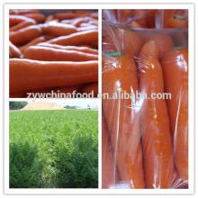2014 Chinese Fresh Carrot Hot Sale