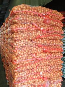 Haiti- DUTCH YELLOW ONIONS-Call 678-939-6572