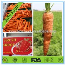 2014 Wholesale Bulk Fresh Carrots Low Price for sale Exporters in China
