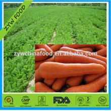 Wholesale Bulk Fresh Carrot Low Price Planter in China detailed Specification for export
