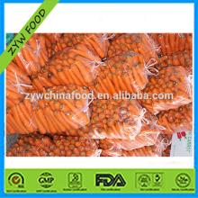 Chinese 2014 Hot Sell Cheap Fresh Sweet Carrots Low Price for sale in China detailed Specification f