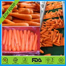 Fresh Chinese Organic Carrot Enjoying Great Popularity For Export