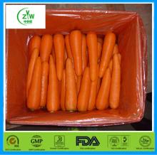  fresh   washed   carrot  china wholesale
