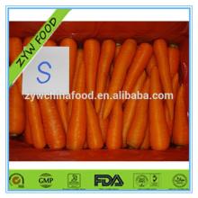 Organic Carrot Fresh Tasty Carrot