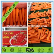 New Corp Organic Fresh Tasty Carrot