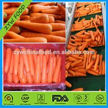 Fresh Carrot Tasty Carrot Carton Packing