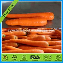 Fresh Chinese Organic Carrot Hot Sale Good Supplier