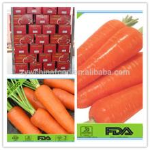 2014 New Fresh Chinese Carrot