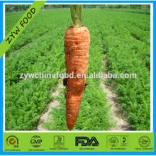 2014 Chinese Wholesale Fresh Yellow Carrots fresh Vegetables Low Price for sale Exporters in China