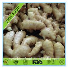 2014 High Quality New Crop Fresh Ginger Root Prices Exporter in Shandong of China