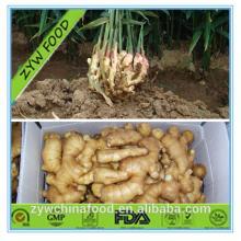 2014 High Quality New Crop Chinese Fresh Ginger Prices Best Exporter in Shandong of China