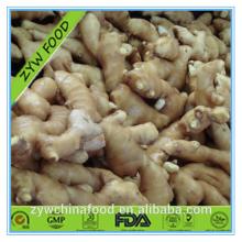 2014 High Quality New Crop Chinese Fresh Ginger Root Prices Exporter in Shandong of China