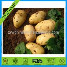 Chinese new potatoes enjoying great reputation allover the world - the best seller
