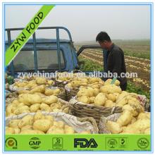 Shandong Fresh Potato Export to India