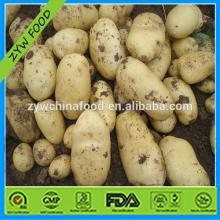  Tasty   Fresh  Potato Popular in Malaysia