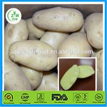 2014 Chinese fresh potato with best price for export