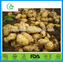  Holland   potato   price  /  price  of fresh  potato es -the best seller in China