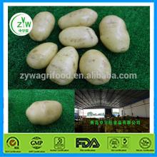 2014  Potato   Exporter  Association Favored by Importers -The Most Popular in China