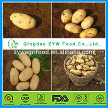 Chinese fresh potato best services