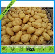 Hot Sale New Crop Fresh Holland Potato/Chinese Potato Prices Importers in Dubai