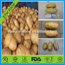 Hot Sale Pretty Potato Sweet Potato Good Fresh Potato Organic Potato Good Potato Supplier