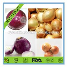 New Crop Prices Fresh Onion Hot Good Exporter