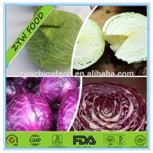 New Corp Round Purple Cabbage Fresh Cabbage