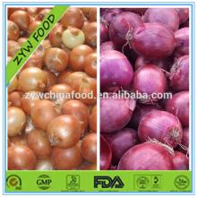 Fresh Red Onion Chinese Bulk Onion Hot Sale