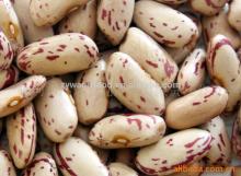 pinto Kidney Bean